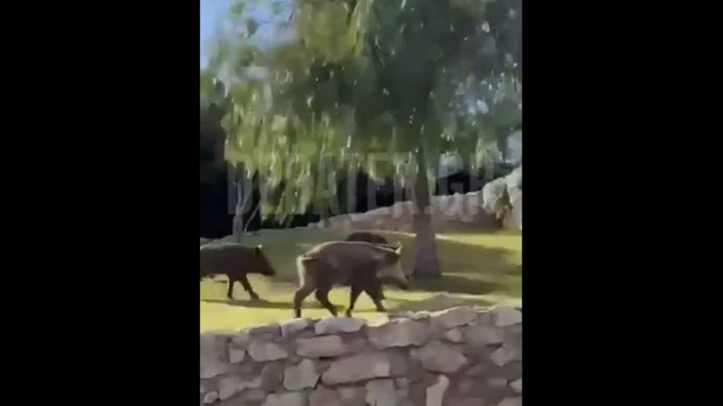 Πετρούπολη: Για απογευματινή βόλτα παρέα αγριογούρουνων στο θέατρο Πέτρας (Βίντεο)