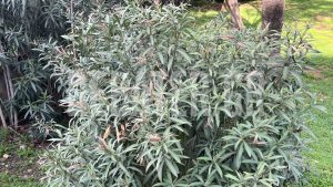 Πικροδάφνη: Νέες συστάσεις από τον ΕΟΔΥ για τους κινδύνους από το τοξικό φυτό