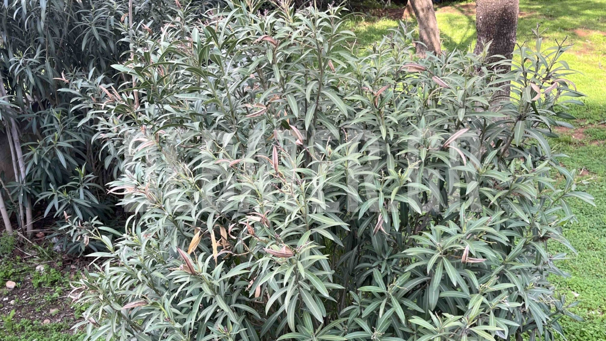 Πικροδάφνη: Οδηγία από τον ΕΟΔΥ για το επικίνδυνο φυτό στα προαύλια των σχολείων