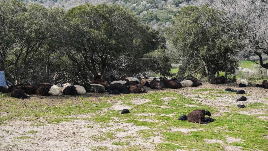 Λέσβος: Οκτώ νέα κρούσματα αφθώδους πυρετού
