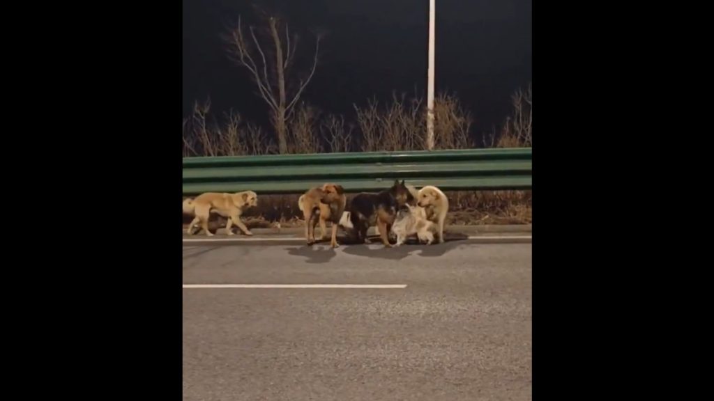 Κίνα: Σκυλιά δραπέτευσαν από φορτηγό που θα τα πήγαινε σε εργοστάσιο κρέατος (βίντεο)