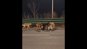 Κίνα: Σκυλιά δραπέτευσαν από φορτηγό που θα τα πήγαινε σε εργοστάσιο κρέατος (βίντεο)