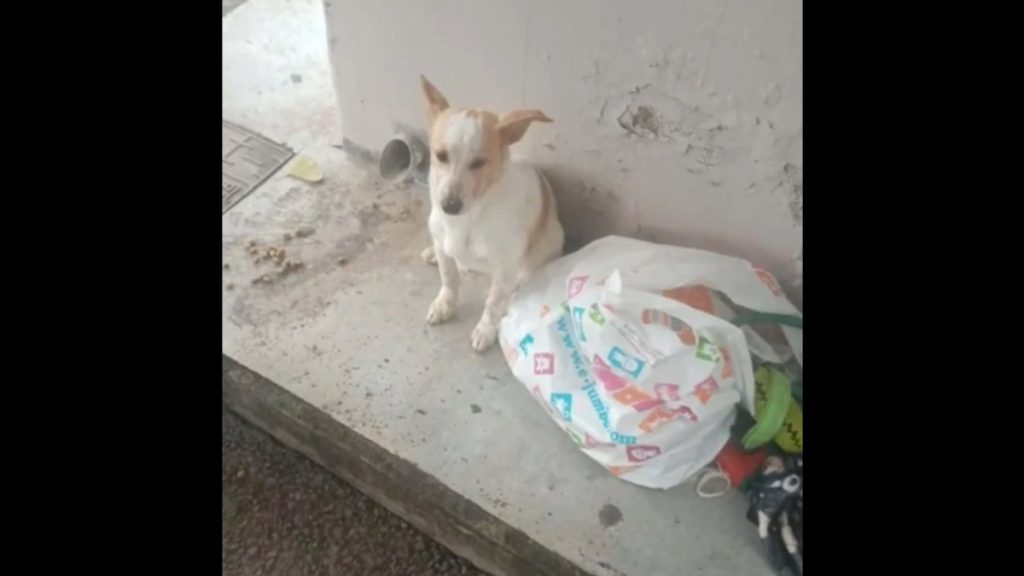 Λεμεσός: Εγκατέλειψαν σκύλο σε στάση λεωφορείου μαζί με τα παιχνίδια του (βίντεο)