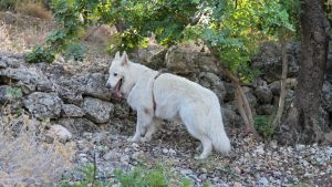 Θεσσαλονίκη: Χειροπέδες σε δύο άτομα για κακοποίηση σκύλου – Επιβλήθηκε πρόστιμο 5.000 ευρώ