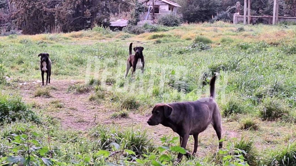 Μαρτυρία για την αγέλη σκύλων στην Θεσσαλονίκη: «Έζησα τον τρόμο, με περικύκλωσαν» (εικόνα+ βίντεο)