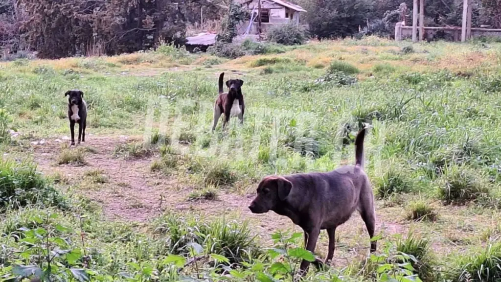 Μαρτυρία για την αγέλη σκύλων στην Θεσσαλονίκη: «Έζησα τον τρόμο, με περικύκλωσαν» (εικόνα+ βίντεο)