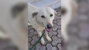 Σοκαριστικό περιστατικό στα Χανιά – Πυροβόλησαν και σκότωσαν τον σκύλο «Μπεν»