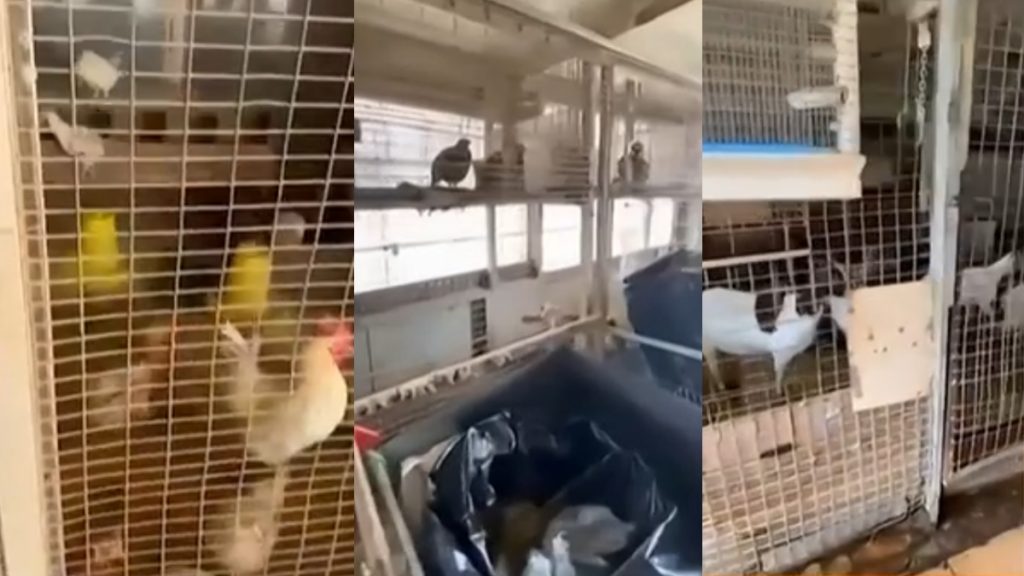 Αμπελόκηποι: Ο Καλλιακμάνης για το… μαντρί σε ταράτσα κτιρίου – “Το είχε CEO γνωστής εταιρείας”