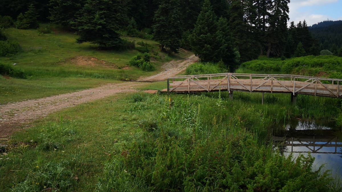 Γιατί τα ελληνικά δάση αποτελούν έναν “ανεκτίμητο εθνικό θησαυρό”