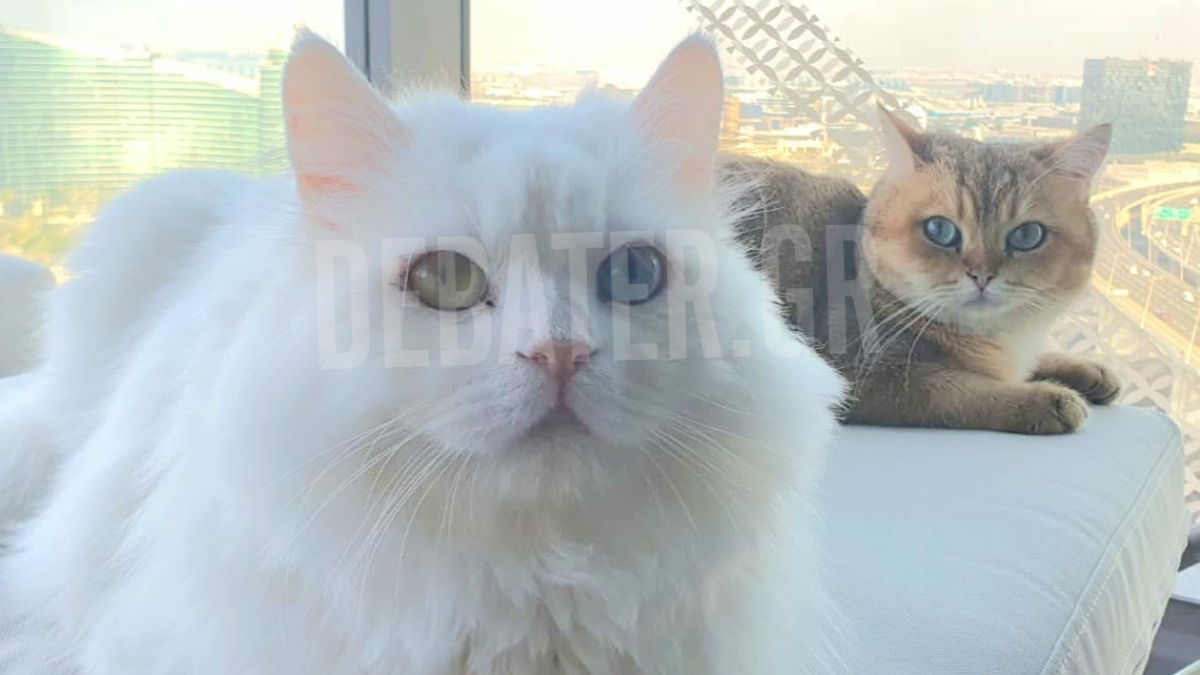 Έκκληση Ελληνίδας από το Ντουμπάι: “Να παρέμβει η Ελλάδα για να επιστρέψουμε με τα κατοικίδια μας”