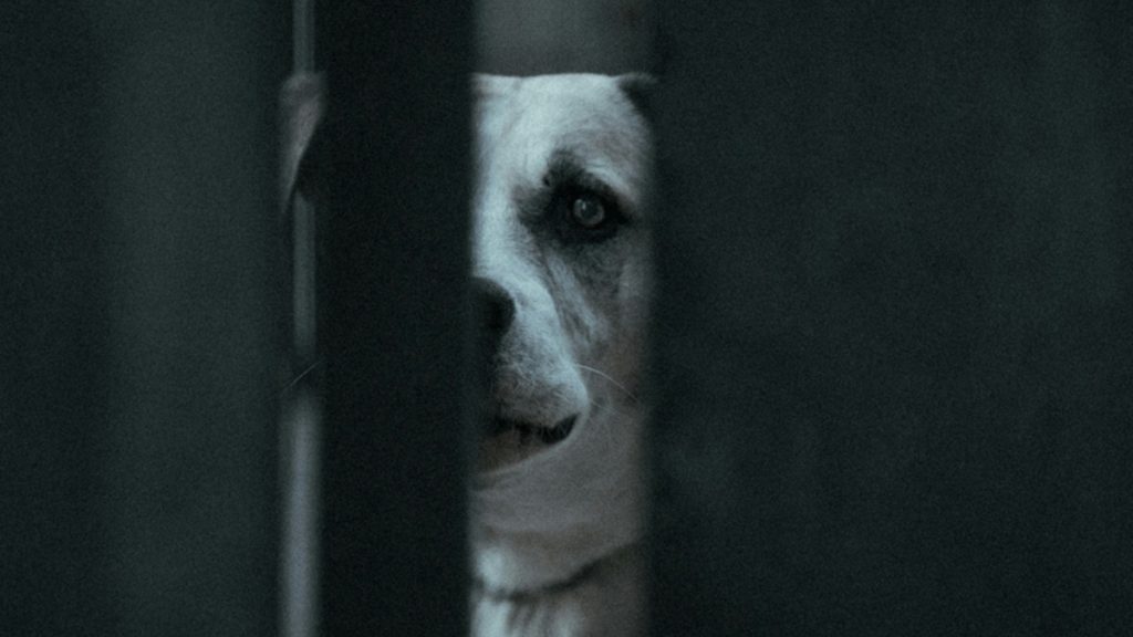 Πειραιάς: Με βαθιά τραύματα στο πρόσωπο η 2χρονη που δαγκώθηκε από σκύλο – “Κινδύνευσε η ζωή της”