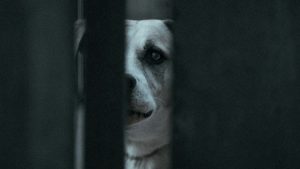 Πειραιάς: Με βαθιά τραύματα στο πρόσωπο η 2χρονη που δαγκώθηκε από σκύλο – “Κινδύνευσε η ζωή της”