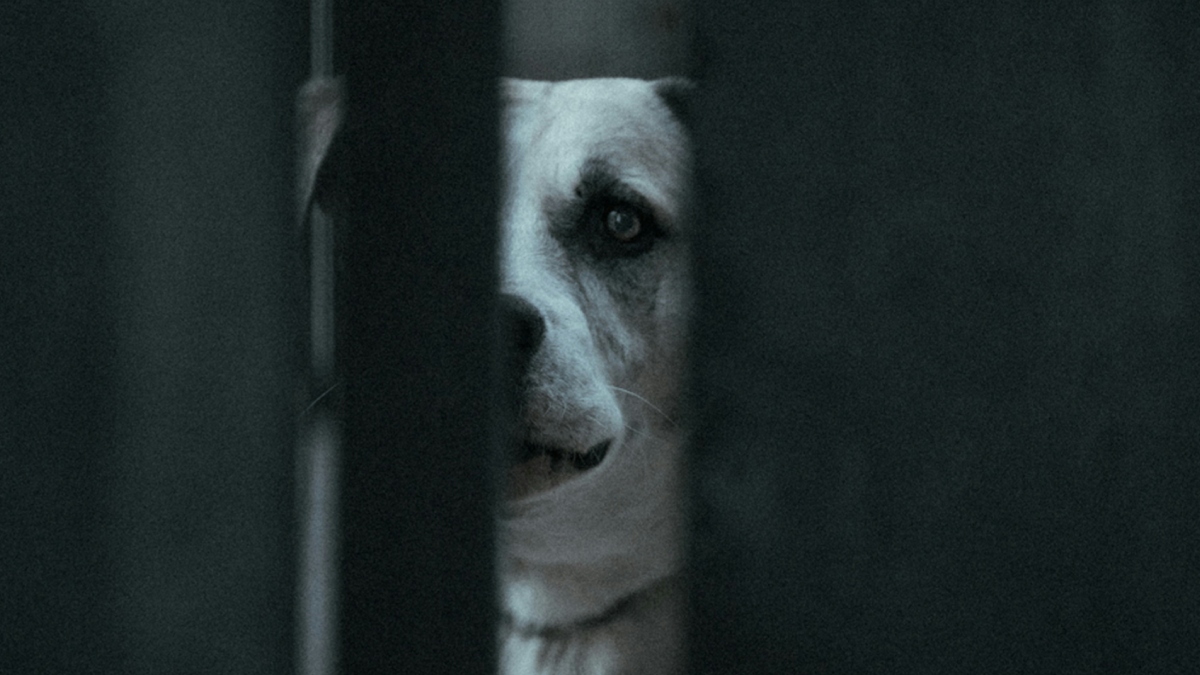 Πειραιάς: Με βαθιά τραύματα στο πρόσωπο η 2χρονη που δαγκώθηκε από σκύλο – “Κινδύνευσε η ζωή της”