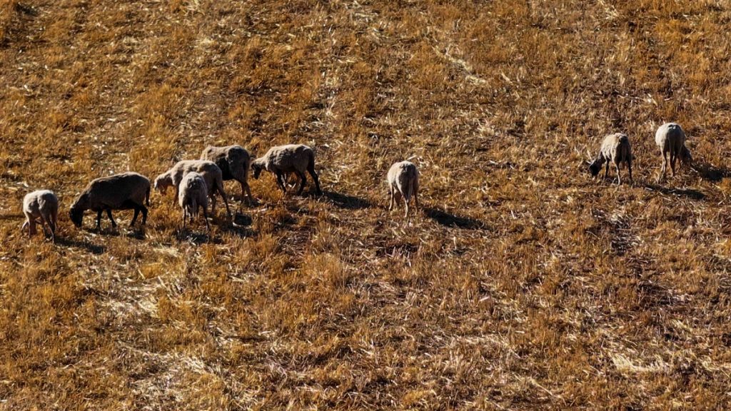 Στα 2.147 τα κρούσματα ευλογιάς των αιγοπροβάτων στη χώρα – 25 κρούσματα αφθώδους πυρετού στη Λέσβο