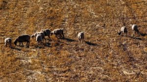 Στα 2.147 τα κρούσματα ευλογιάς των αιγοπροβάτων στη χώρα – 25 κρούσματα αφθώδους πυρετού στη Λέσβο