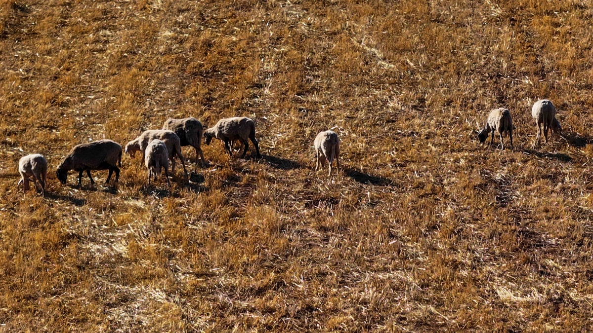 Στα 2.147 τα κρούσματα ευλογιάς των αιγοπροβάτων στη χώρα – 25 κρούσματα αφθώδους πυρετού στη Λέσβο