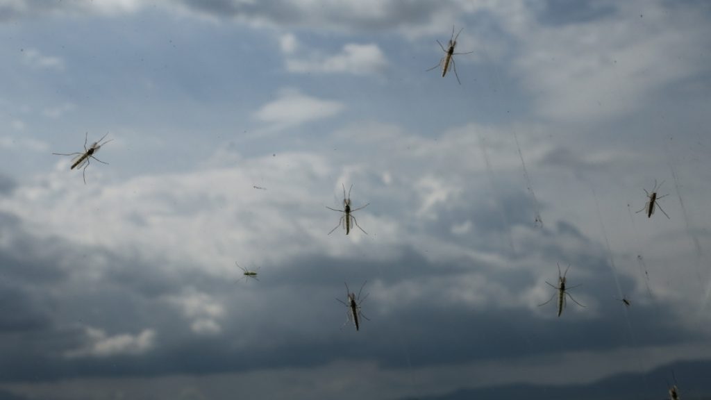 Περιφέρεια Αττικής: Αεροψεκασμοί σε 4.000 στρέμματα στον υδροβιότοπο του Σχινιά κατά των κουνουπιών