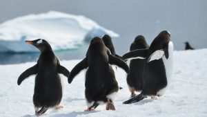 Ανταρκτική: Και επίσημα στα “απειλούμενα” είδη ο αυτοκρατορικός πιγκουίνος