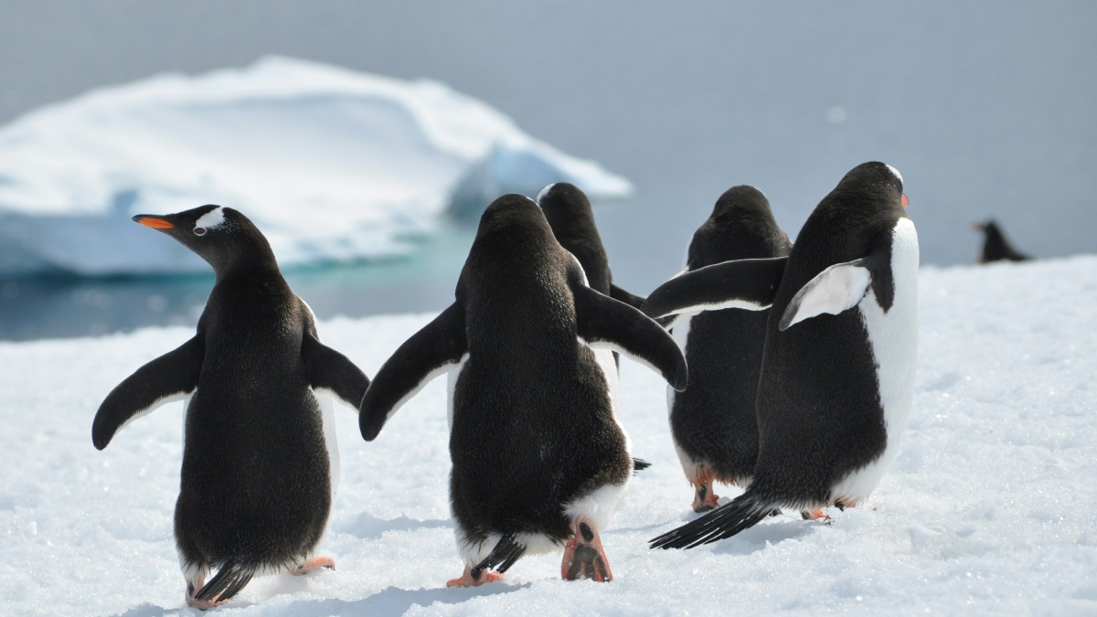 Ανταρκτική: Και επίσημα στα “απειλούμενα” είδη ο αυτοκρατορικός πιγκουίνος