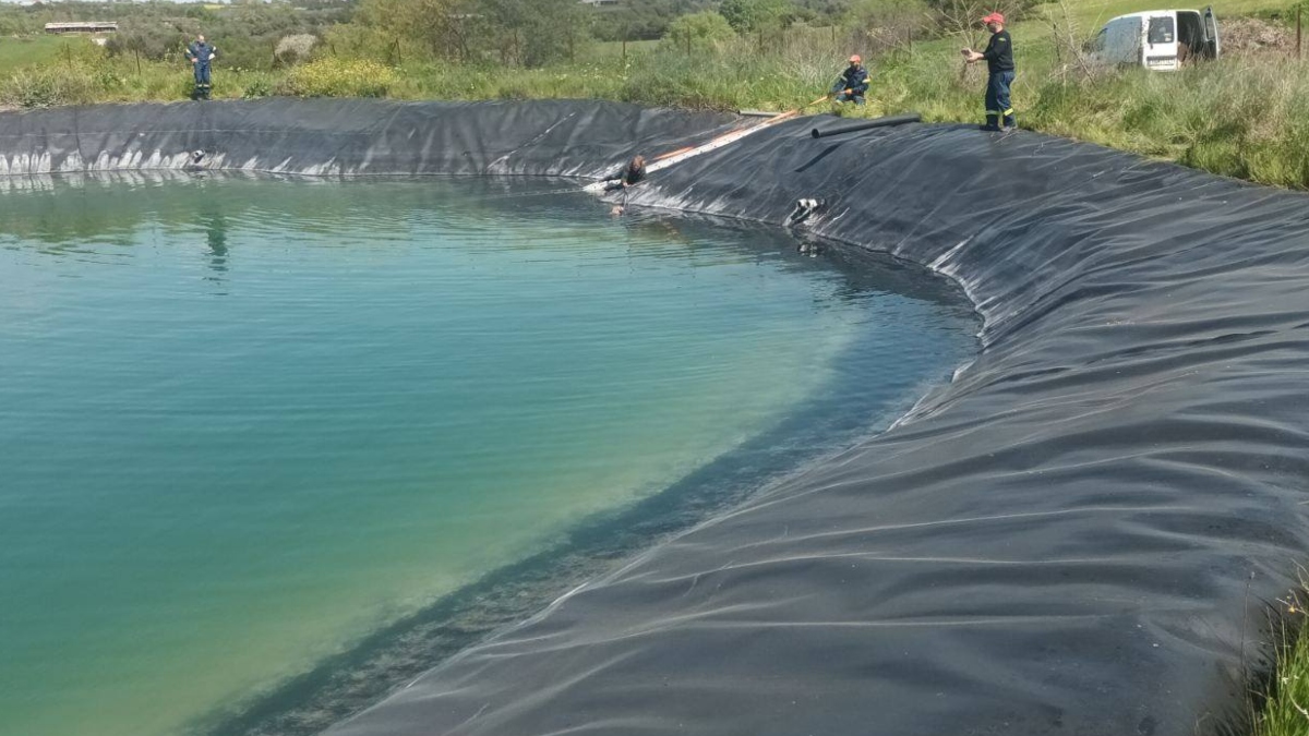 Κατερίνη: Υπάλληλοι του δήμου έσωσαν 6 σκυλιά που είχαν εγκλωβιστεί σε ταμιευτήρα άρδευσης (βίντεο)