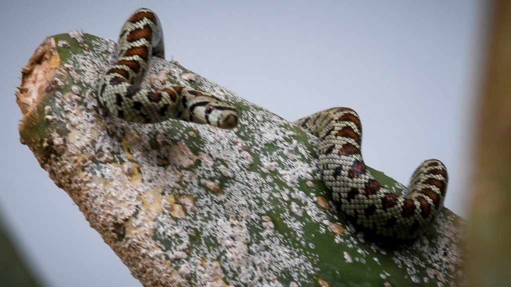 Εκτός κινδύνου ο 13χρονος που δαγκώθηκε από οχιά – Νοσηλεύεται σε νοσοκομείο της Αθήνας