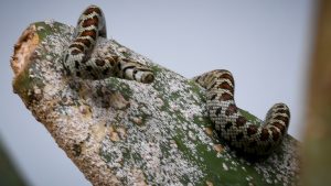 Εκτός κινδύνου ο 13χρονος που δαγκώθηκε από οχιά – Νοσηλεύεται σε νοσοκομείο της Αθήνας