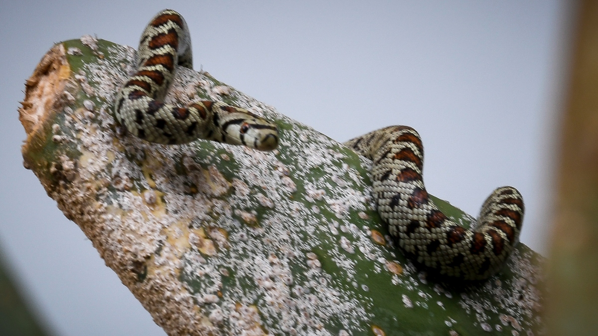 Εκτός κινδύνου ο 13χρονος που δαγκώθηκε από οχιά – Νοσηλεύεται σε νοσοκομείο της Αθήνας