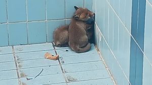 Θεσσαλονίκη: Δύο αλεπουδάκια εγκλωβίστηκαν σε άδεια πισίνα – Εικόνες από τη διάσωσή τους (βίντεο)