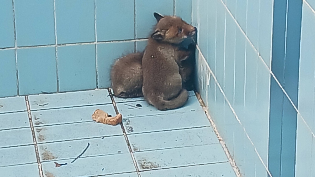 Θεσσαλονίκη: Δύο αλεπουδάκια εγκλωβίστηκαν σε άδεια πισίνα – Εικόνες από τη διάσωσή τους (βίντεο)