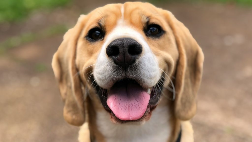 Θεσσαλονίκη: Επιχείρησε να πουλήσει σκύλο σε περαστικό – Συνελήφθη και του επιβλήθηκε πρόστιμο 4.000 ευρώ