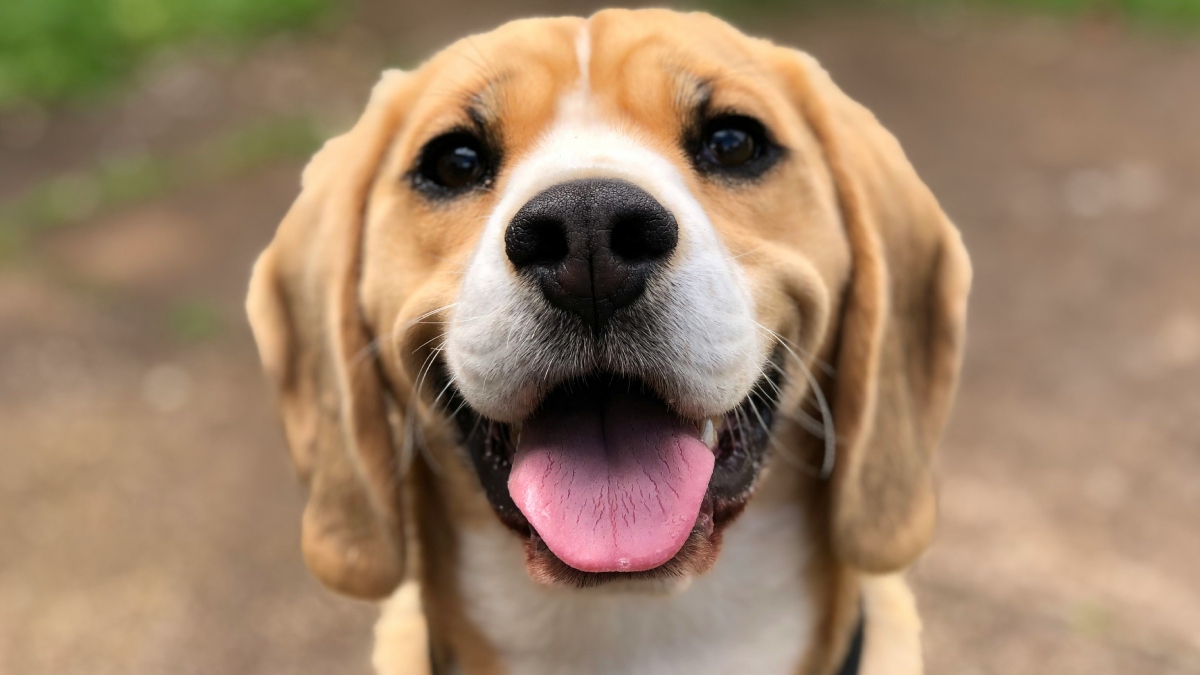 Θεσσαλονίκη: Επιχείρησε να πουλήσει σκύλο σε περαστικό – Συνελήφθη και του επιβλήθηκε πρόστιμο 4.000 ευρώ