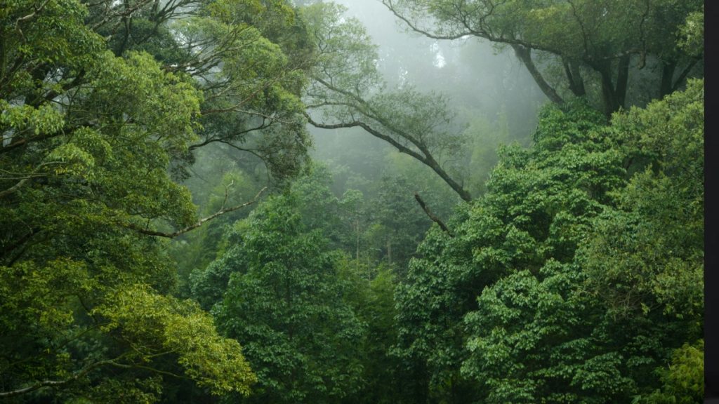 Η καταστροφή των τροπικών δασών επιβραδύνεται, αλλά παραμένει σε ανησυχητικά επίπεδα