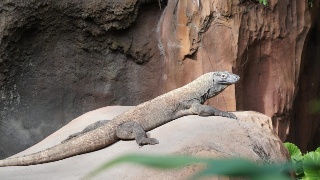 Ινδονησία: Έξι άνθρωποι συνελήφθησαν για διακίνηση Δράκων του Κομόντο