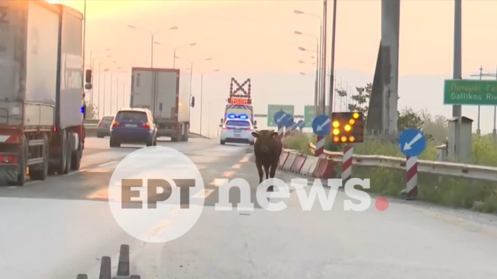 Θεσσαλονίκη: Αγελάδα μπήκε στην Εθνική Οδό και προκάλεσε κυκλοφοριακό χάος (βίντεο)