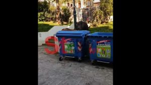 Θεσσαλονίκη: Αγριογούρουνο κόβει βόλτες ανάμεσα σε περαστικούς στην Άνω Πόλη – Δείτε βίντεο