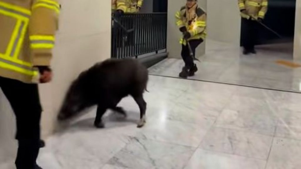 Κορέα: Αγριογούρουνο εισέβαλε σε συγκρότημα πολυκατοικιών (βίντεο)