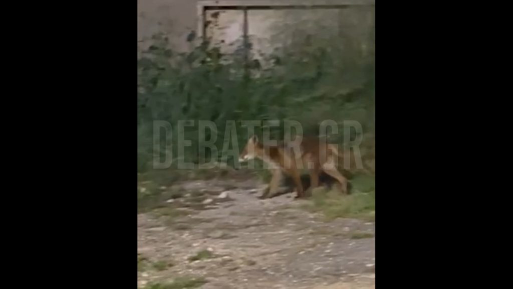 Αλεπού “έκοβε βόλτες” σε Παλαιό Φάληρο και Καλλιθέα (βίντεο)