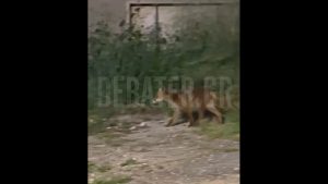 Αλεπού “έκοβε βόλτες” σε Παλαιό Φάληρο και Καλλιθέα (βίντεο)