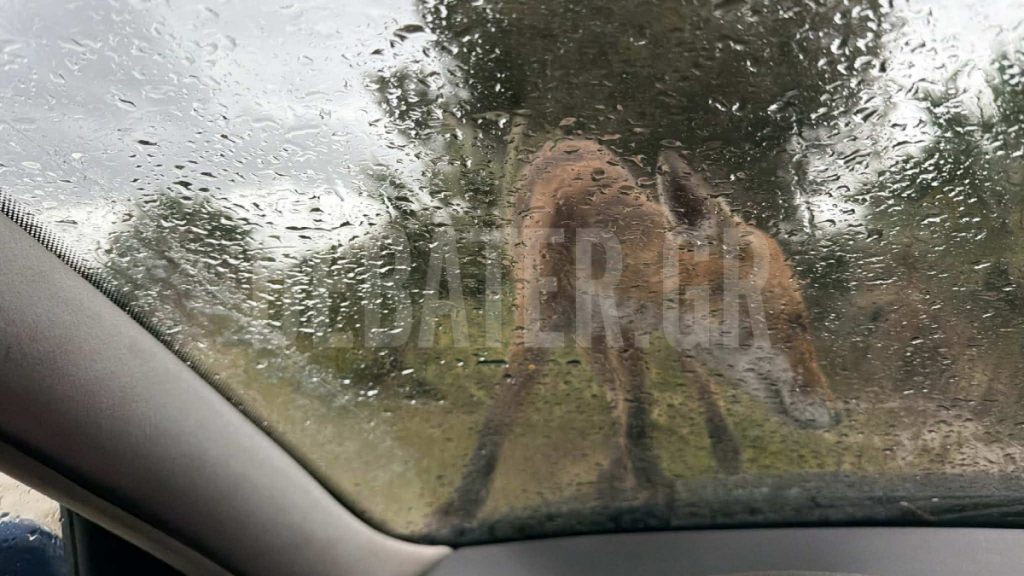 Απίστευτο περιστατικό στην Καλλιθέα: Αλεπού ανέβηκε σε παράθυρο αυτοκινήτου (φωτογραφίες+βίντεο)