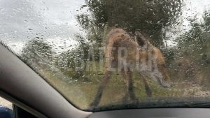 Απίστευτο περιστατικό στην Καλλιθέα: Αλεπού ανέβηκε σε παράθυρο αυτοκινήτου (φωτογραφίες+βίντεο)