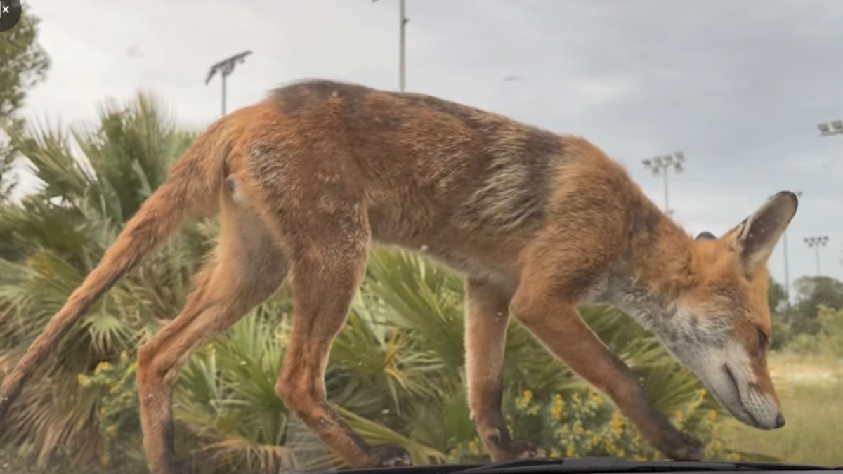 Παλαιό Φάληρο: Αλεπού κάνει βόλτα πάνω σε παρμπρίζ αυτοκινήτου (βίντεο)