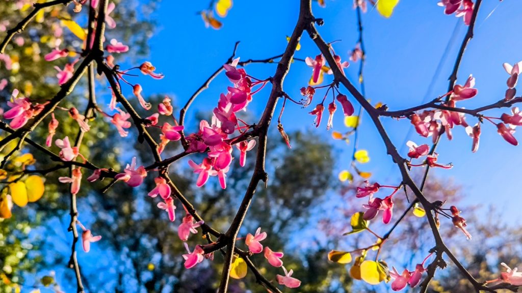 «Κλείδωσε» ο καιρός της Πρωτομαγιάς: Ηλιοφάνεια με «παράθυρα» αστάθειας – Η πρόγνωση από τον Σάκη Αρναούτογλου
