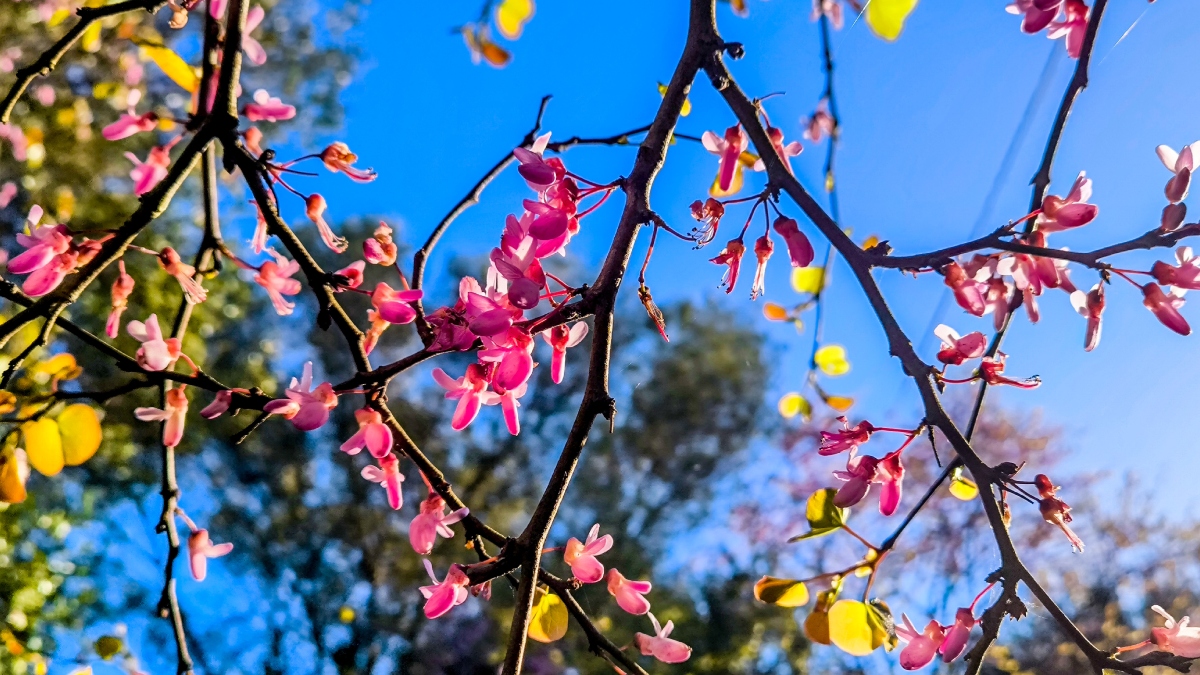 «Κλείδωσε» ο καιρός της Πρωτομαγιάς: Ηλιοφάνεια με «παράθυρα» αστάθειας – Τι λένε τα προγνωστικά μοντέλα