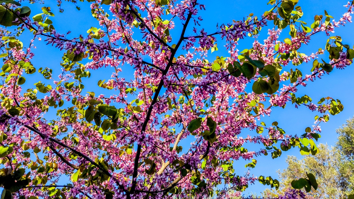 Καιρός: Σε ποιες περιοχές θα γίνει με ηλιοφάνεια το ψήσιμο του οβελία και ποιοι θα σουβλίσουν με βροχή – Η πρόγνωση Κολυδά