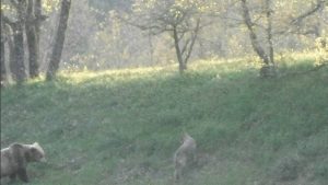 Βάλια Κάλντα: Αρκούδα καταδίωξε λύκο για να προστατεύσει το μικρό της (Βίντεο)