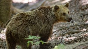 Θεσσαλονίκη: Εμφάνιση αρκούδας στο Ωραιόκαστρο – Οδηγίες προς τους πολίτες