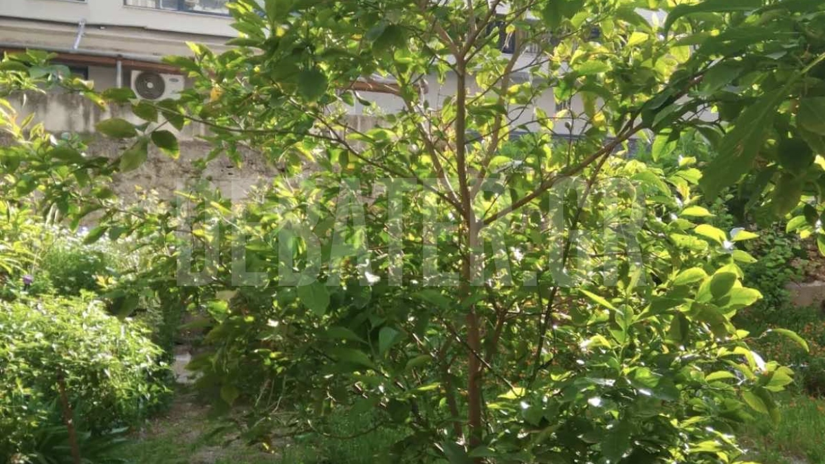 Κόρινθος: Έντονη διαμάχη μεταξύ γειτόνων για μια… δενδροφύτευση (φωτογραφίες)