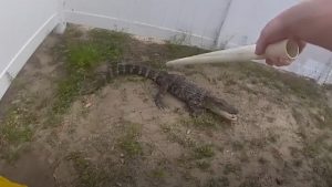 Φλόριντα: Κροκόδειλος… αντιστέκεται στη «σύλληψη» του από αστυνομικό (Βίντεο)