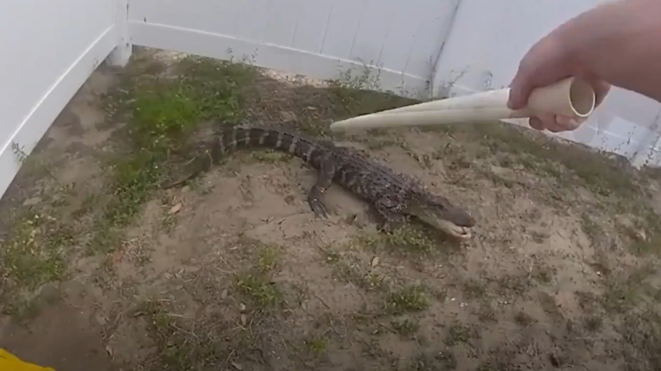 Φλόριντα: Κροκόδειλος… αντιστέκεται στη «σύλληψη» του από αστυνομικό (Βίντεο)