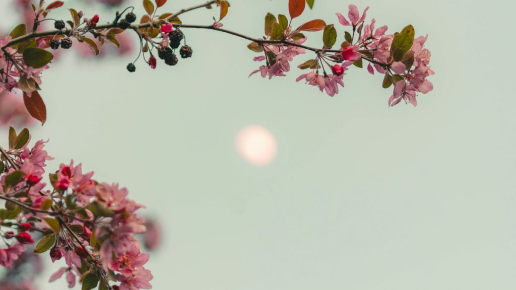 Πανσέληνος Μαΐου: Πότε θα δούμε στον ουρανό το φεγγάρι των λουλουδιών – Γιατί είναι ξεχωριστό